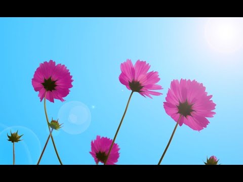 Adobe Photoshop Image Color Correction and Splash Effect