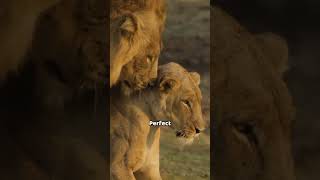 Loving lion 🦁 #lionlife #viralvideo #cuteanimal #animaldoctor