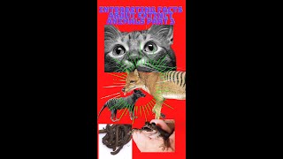 Interesting Facts About Extinct Animals Part 3  #shorts  #facts #facts2022