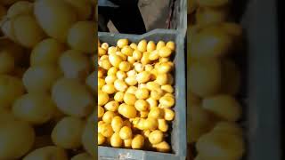 Kharek || Fruit Exports || Kutch Gujarat (05)