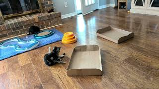 Britty Bunch: Sebastian & the very best toy