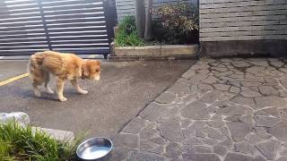 認知症の老犬