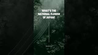 JAPAN'S NATIONAL FLOWER #triviaverse #funfacts #history #generalknowledge #educate #learn #amazing