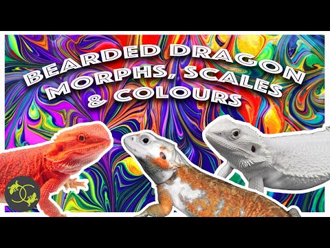 What morph is my Bearded Dragon - Guide to morphs, scale types and colours - Cookies Critters
