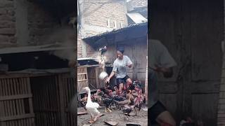 Sebagai peternak harus extra sabar ternak ayam kampung rumahan @supercaktris #shorts
