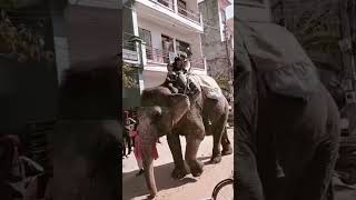 school kids elephant ride 🐘🤗 #cuteone #haathiraja #haathikisawari #viralshort