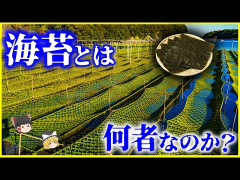 【ゆっくり解説】日本人だけ消化できる…？「海苔」とは何者なのか？を解説/のりと日本人の浅からぬ歴史