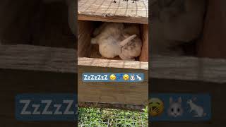 Sleepyheads! 🐇🐰 #farmfriends #farm #farmanimals #animal #animals #farming #pets #cute #holland