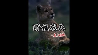 《安第斯山脉的猎手：美洲狮的捕猎启程》 #精彩动物世界 #动物世界精彩瞬间 #动物纪录片 #美洲狮  #内容启发搜索