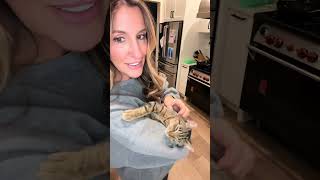 Clingy Cat Companions: A Purrfect Day Indoors#CatLove #KittenCuddles #ClingyCats