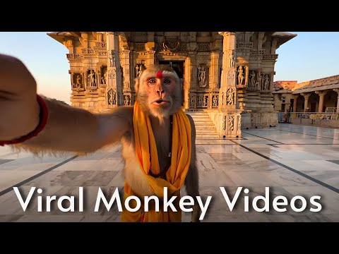 Viral AI Monkey Vlogs 🔥 Shot on Veo 3 – Must-See Footage!