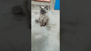 #Bella#cutecat#viralcat#viralshort