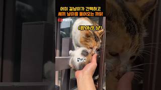 어미 길냥이가 간택하고 새끼 냥이를 물어오는 까닭