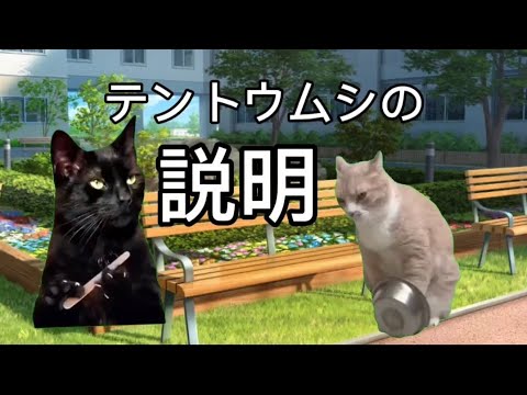 テントウムシの説明