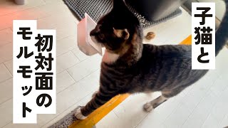 【爆笑】子猫がモルモットと対面したら、思ってた反応と違った