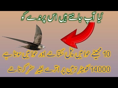ababeel KO Allah Pak ne Khana kaba. ki hifazat ki liye q bhja hafiz younus official