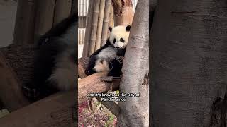 Discover the City of PANDAS! It's Chengdu in Sichuan, China! #chengdu #panda #china