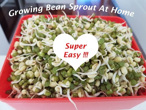Growing Bean Sprout in Milk Carton....Super Easy!