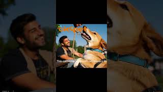 Aidiflashing,a leading professional LED pet product 2 #doglife #bestpetsupplies#petsafety #dogcollar
