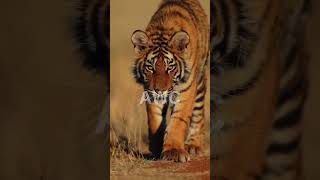 "Embrace the Wild: Witness the Roaring Majesty of Tigers! 🐯🌿 #TigerTales #Nature'sBeauty