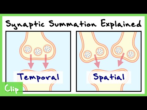 Temporal And Spatial Summation In Neurons Explained (With Passive Membrane Properties) | Clip