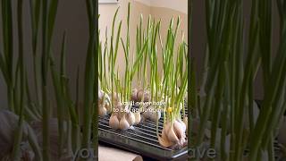 ✨HOW TO GROW GARLIC! 🧄🥹