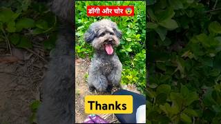 Doggy and chor 😨 #dogantics #doglaughs #trending #shorts #doglaughs