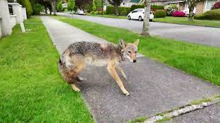 Defense vs. Coyote 对峙郊狼袭击
