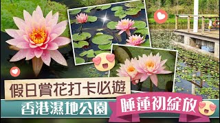 【香港好去處】香港濕地公園Hong Kong Wetland Park/生態旅遊/貝貝之家| 紅樹林浮橋