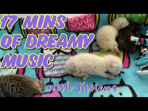Dreamy Music 😴 Kittens | 17 Mins of Relaxation to Help You Sleep 💤