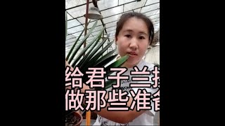 秋季给君子兰换土需要做哪些准备？秋季换土的最佳时间是什么时候 #君子兰养殖 #君子兰家庭养殖经验分享 #养花小知识