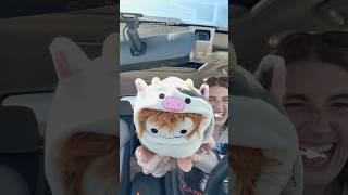 @Squishmallows #squishmallows #squishmallowsquad #squishmallowhunting #plush #plushie #cow