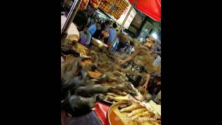 Rat attack on shopkeeper#funny #ratattack #comedy
