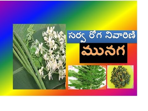 మునగ తింటున్నారా ! - Health Benefits of Drumstick