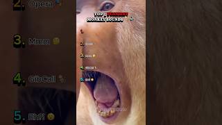Top 5 Monkey Sounds 🐒🔊  - You won’t believe