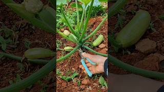 Pruning cucumber & zucchini plants #smartfarming #organicfarming  #gardeningtips