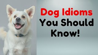Dog Idioms You Should Know | English Learning with Podcasts