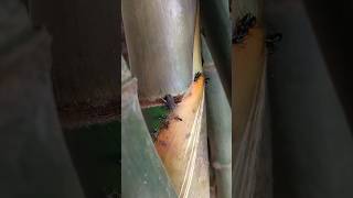"Ants vs. intruder — drama on a banana stem! 🐜🍃" #buglife #antlife #buglifeantarmy
