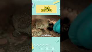 爱能跨越千年 #父爱  #文物  #嫁妆