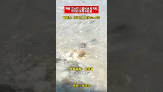 海面结冰后大量梭鱼被冻住，市民纷纷凿冰捡鱼。拍摄者：现场有人捡到500多斤