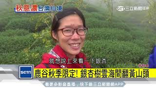 鹿谷秋季限定！　銀杏樹雲海間翻黃山頭｜三立新聞台