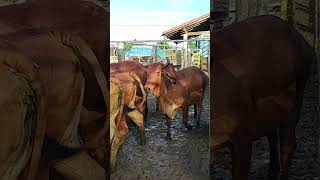CATTLE FAIR IN CIPÓ BA, COWS DISEMBARKATION