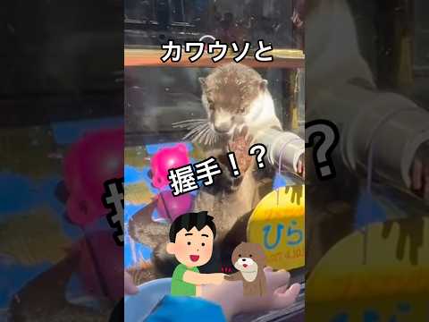 カワウソと握手なんてできるの？それができちゃう場所があるんです！それは伊勢シーパラダイス#shorts#カワウソ#水族館#伊勢#伊勢シーパラダイス#珍しい#三重県#志摩#鳥羽