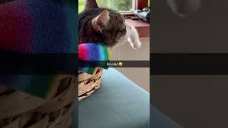 MEME ENGINE #funny #memes