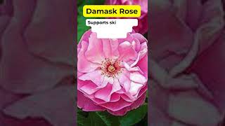 Damask Rose Health Benefits Medicinal Herb Plant #holistic #medicinalplants #herbalmedicine