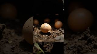Baby Komodo Dragon Hatching #animals #funny #animalsurvival #borntosurvive #komododragon