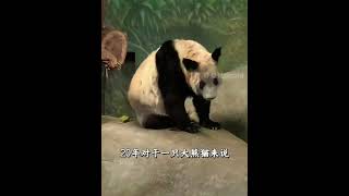 王奶爸的一声丫头，叫哭了千万网友的心，虽然相隔了二十年，如今依然还是那么宠爱丫丫！# 大熊猫 # 大熊猫丫丫 # 熊猫丫丫 # 熊猫 # 内容启发搜索 @抖音小助手 @DOU+小助手 @DOU+上热门