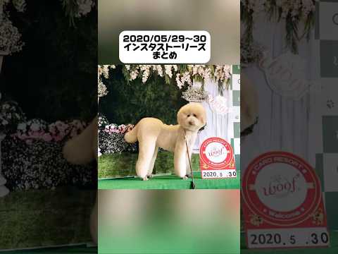 【過去のストーリーより】#愛犬#犬との暮らし #犬動画