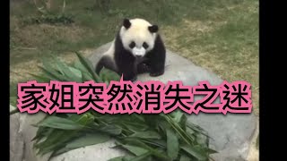 香港熊貓🐼日常｜ 【熊貓懸案】家姐突然消失，細佬面前發生一切😮Sister Panda Vanishes Before His Eyes! 🎬【パンダの謎】姉が突然消えた！？弟パンダの目の前で