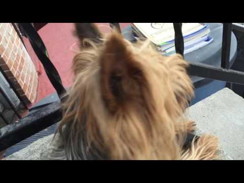 Poodle and Yorkshire terrier chilling in the summer